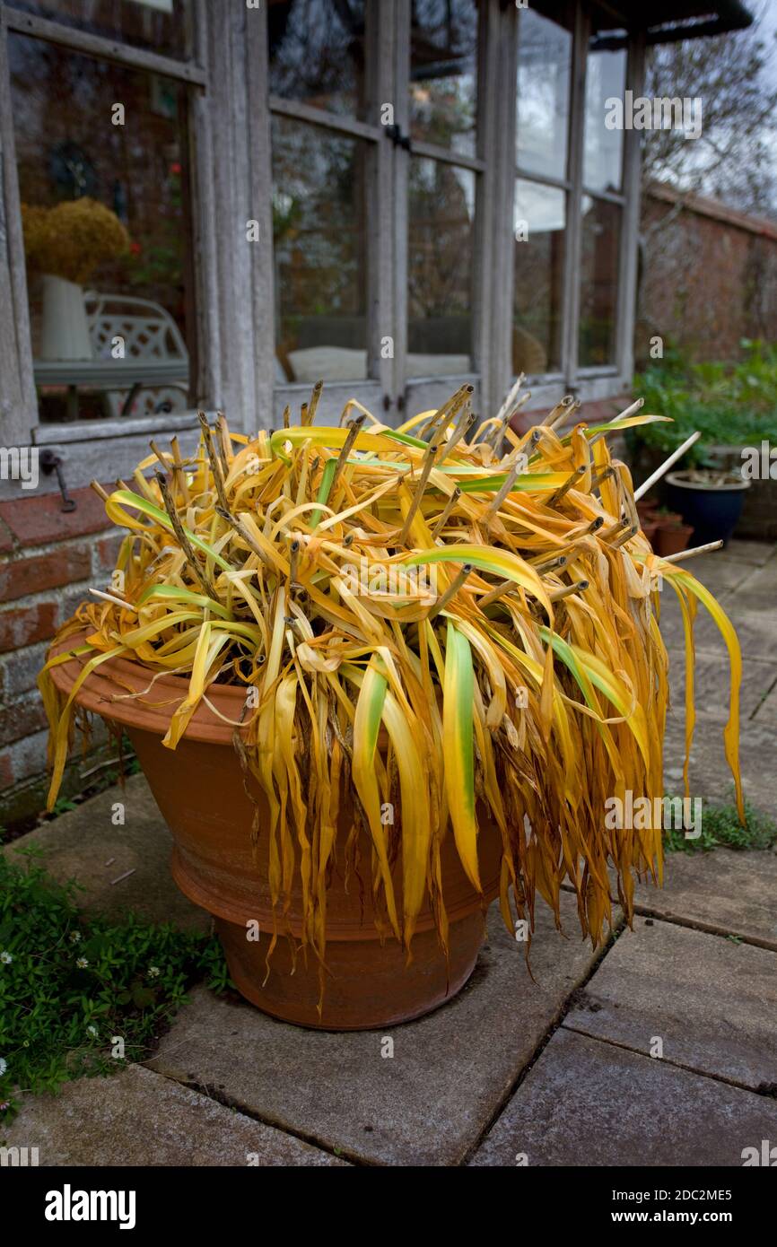 Agapanthus plant with yellow and green leaves in winter, England Stock Photo