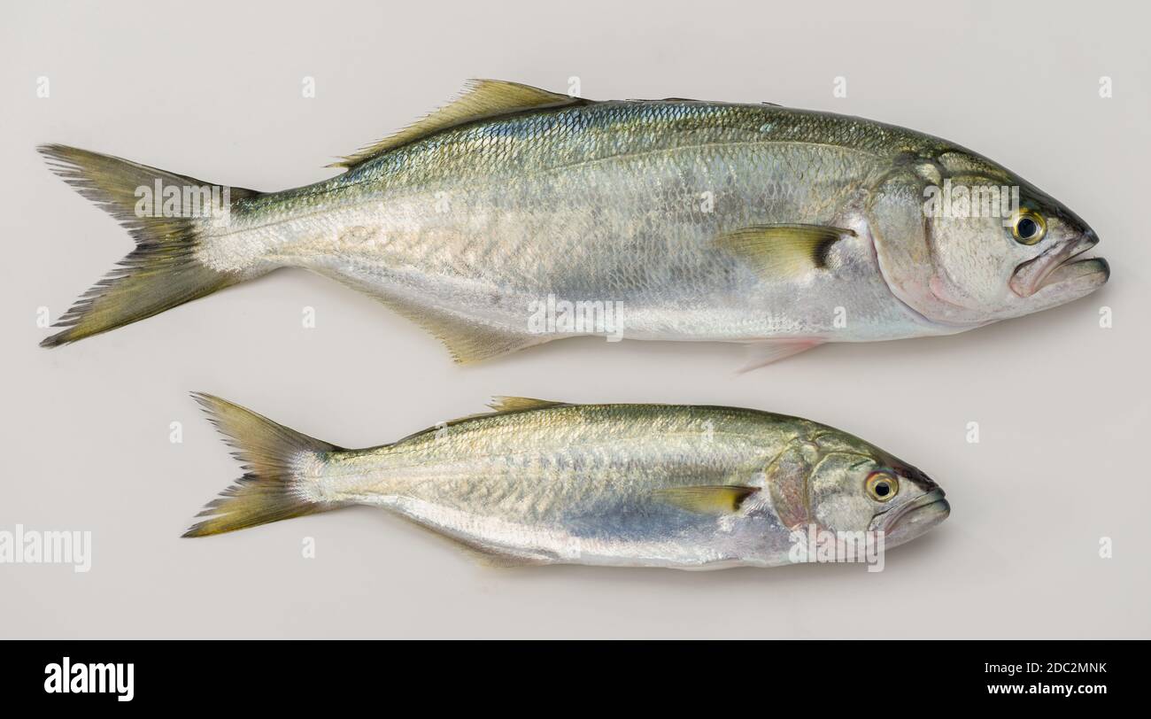 Bluefish and Baby Bluefish. (Latin; Pomatomus Saltatrix) isolated on white Stock Photo