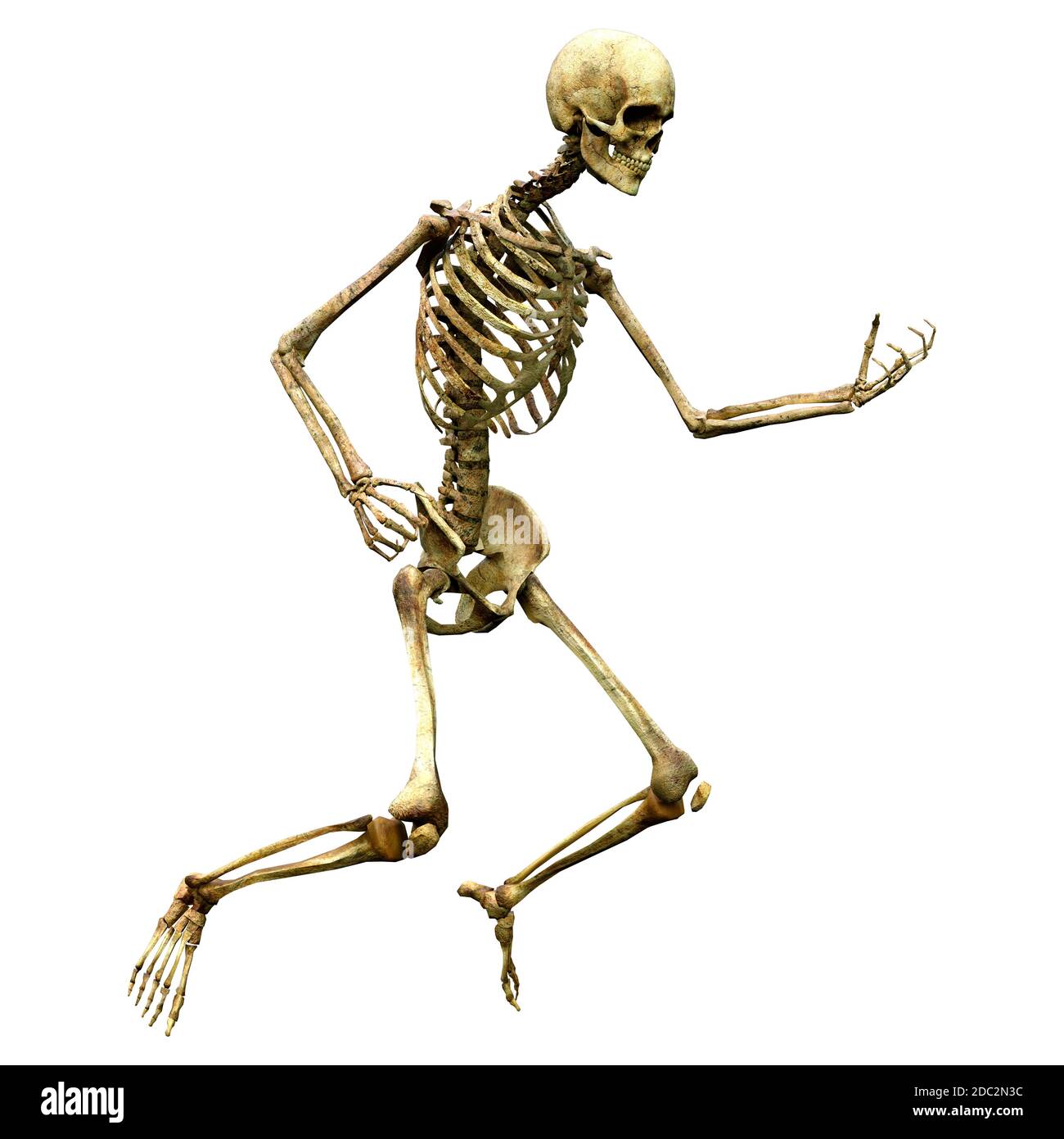 3D rendering of a human skeleton isolated on white background Stock ...