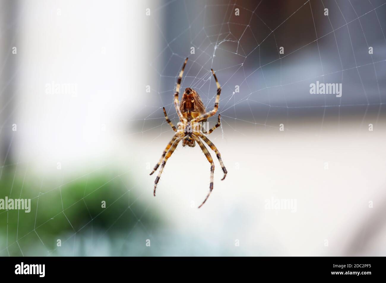 Spider pictured in it's web outside a house in Chichester, West Sussex, UK. Stock Photo