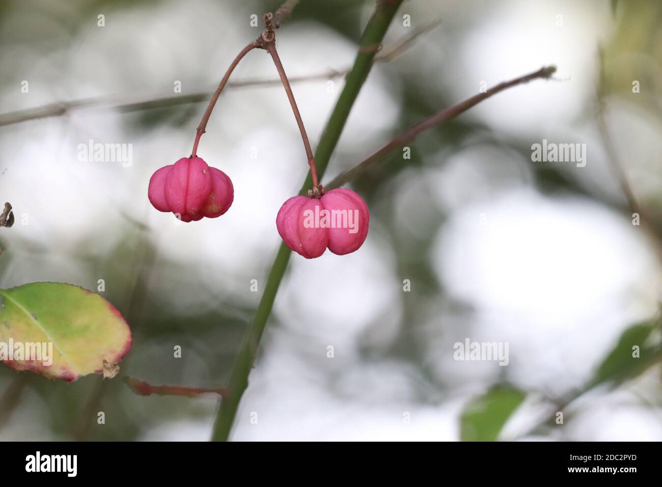Toxic tree hires stock photography and images Alamy