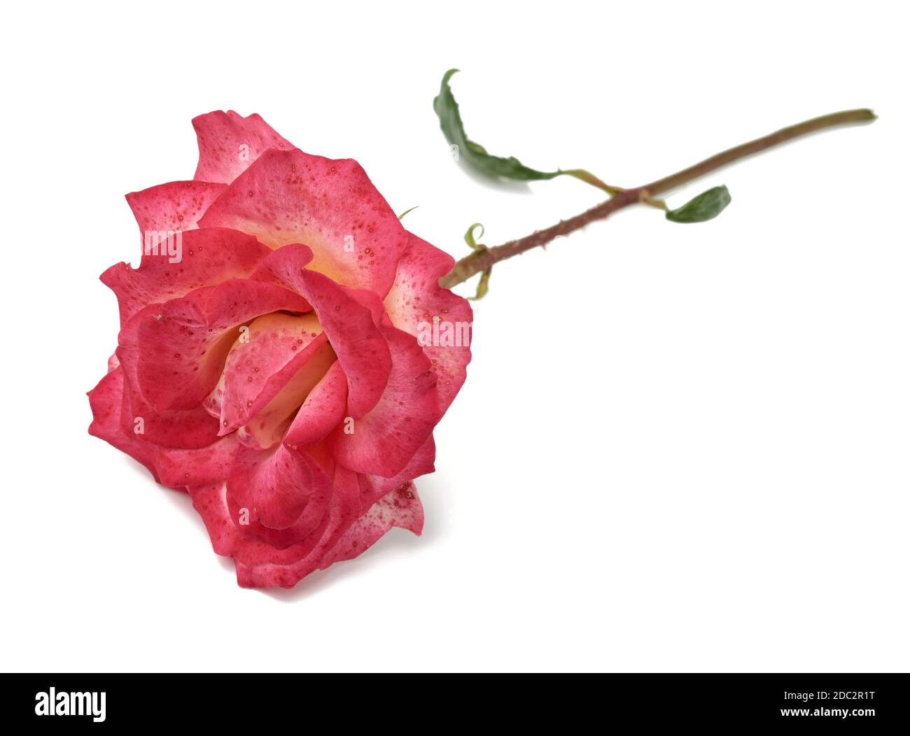pink blooming rose isolated on white background, close up Stock Photo ...