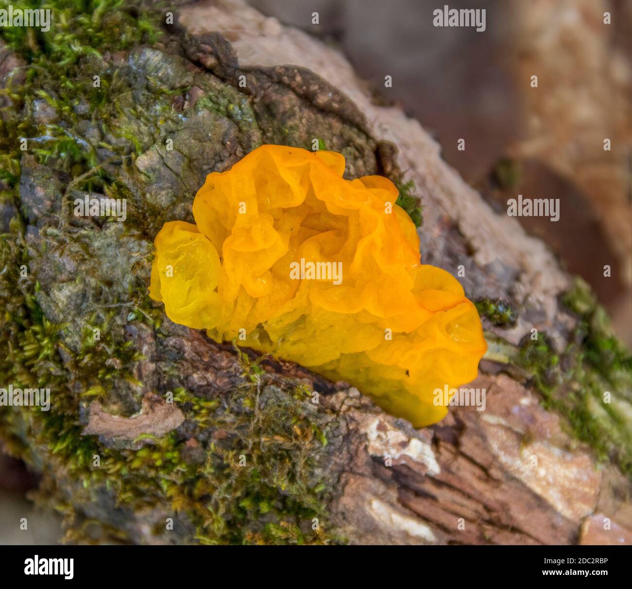 closeup shot of a yellow Tremella mesenterica fungus growing on a tree trunk Stock Photo