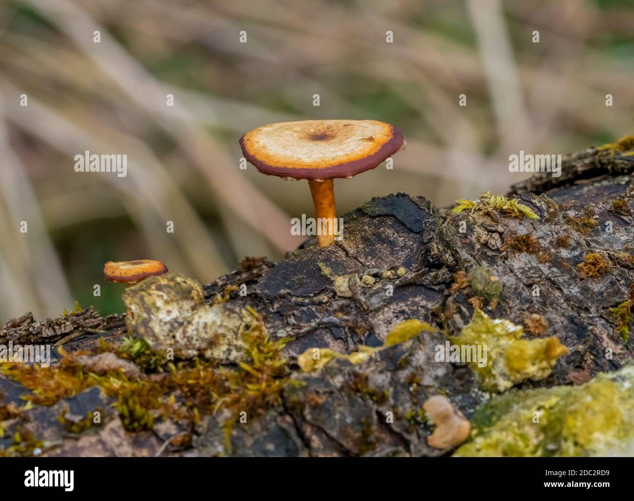 closeup shot of natural fungi growing on a tree trunk Stock Photo