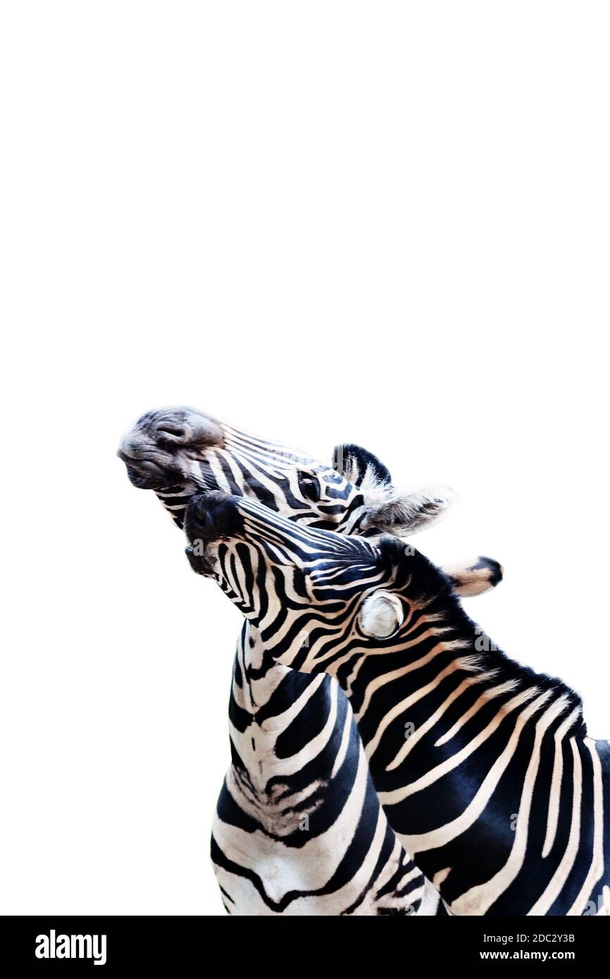 Two young zebras communicate with each other closeup portrait isolated