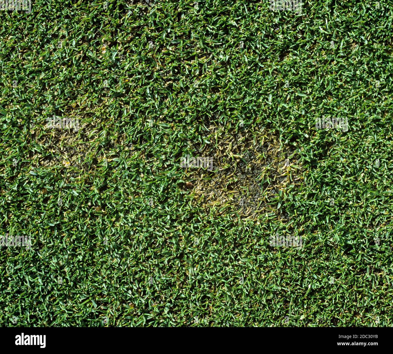 Leaf spot (Drechslera sp.) dying patch of grass in close mown grass of a golf green, Berkshire, UK Stock Photo