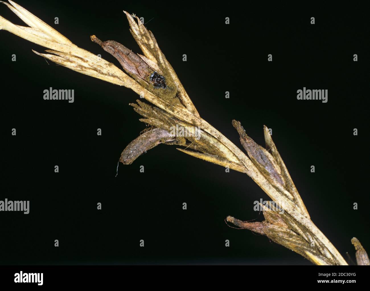 Ergot (Claviceps purpurea) sclerotium, ergots, replacing the seed in a ryegrass (Lolium sp.) grass seedhead Stock Photo