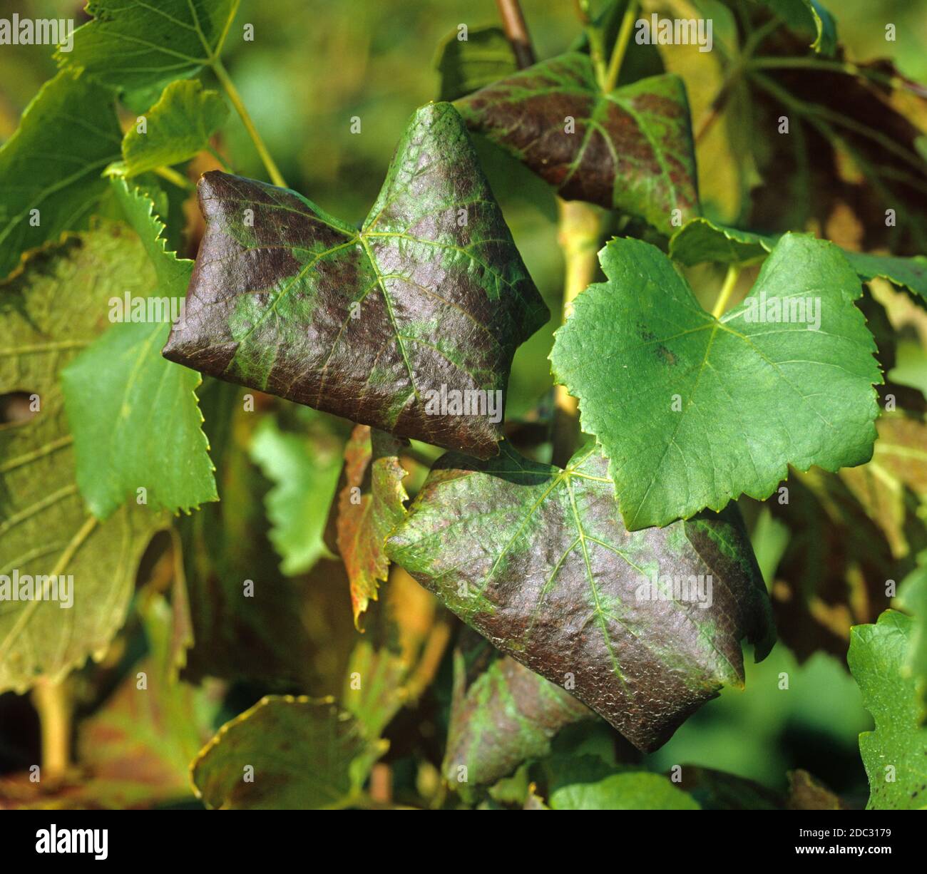 Leafroll disease, grape leafroll asssociated viruses symptoms on Pinot Noir grape leaves , Champagne, France Stock Photo