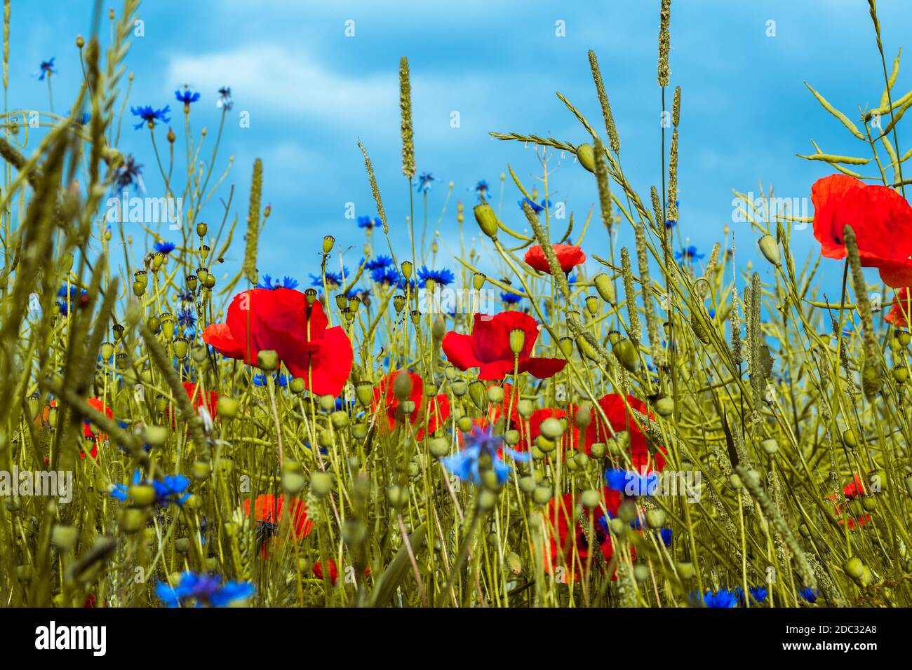 Low angel view on an summer fiield with poppies and other summer flowers with blue cloudy sky in background Stock Photo
