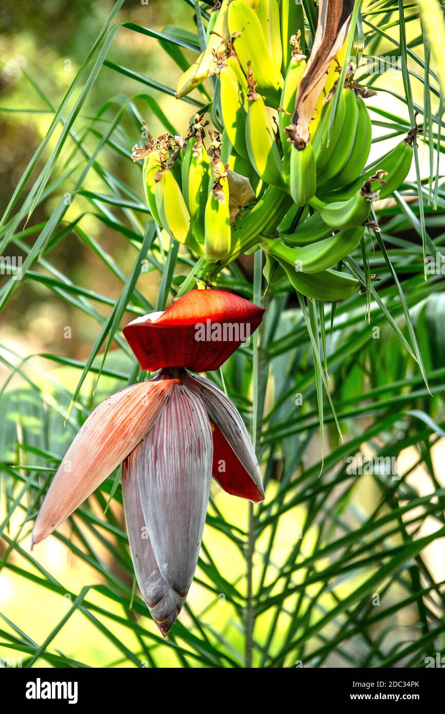 A banana flower and a hand of bananas on the tree. Stock Photo
