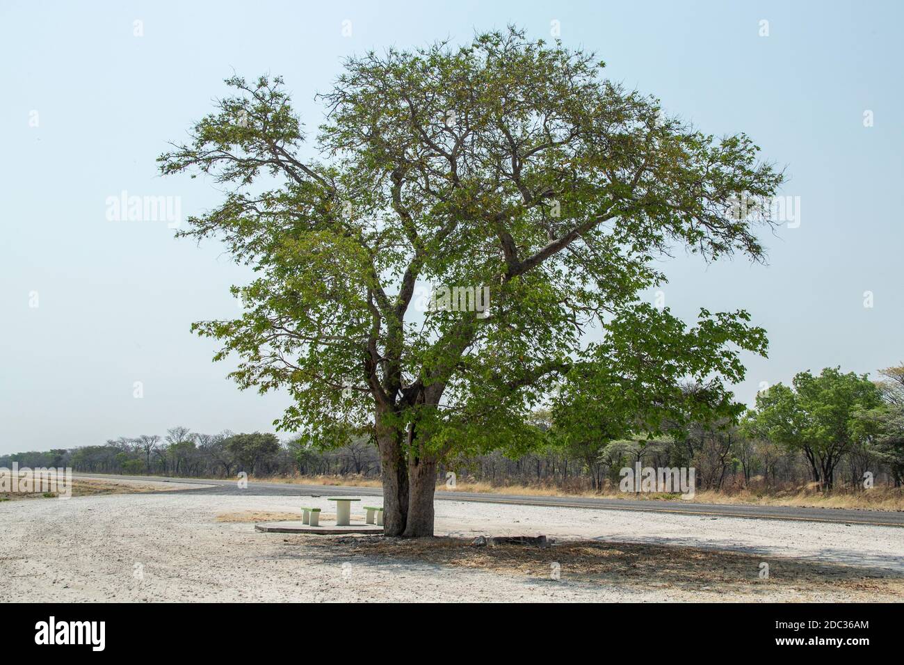 A large tree, Dialium engleranum, giving shade in a layby in the Kavango region of the Zambezi Corridor (Caprivi), Namiibia. Stock Photo