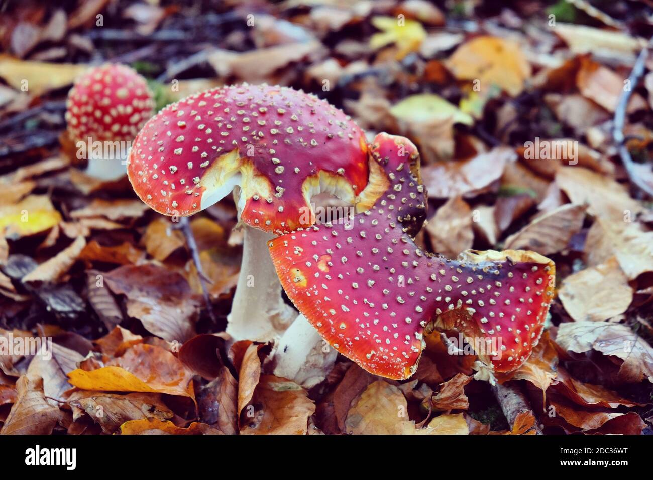 The white spotted red mushroom 'fly agaric' during the autumn months