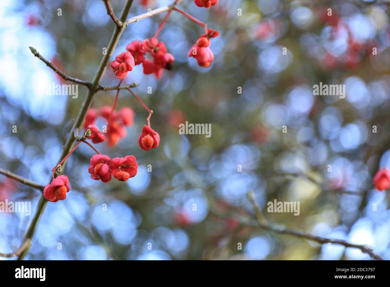 Close-up of Red berry of Euonymus latifolius or Broadleaf spindle. Family of Celastraceae Stock Photo