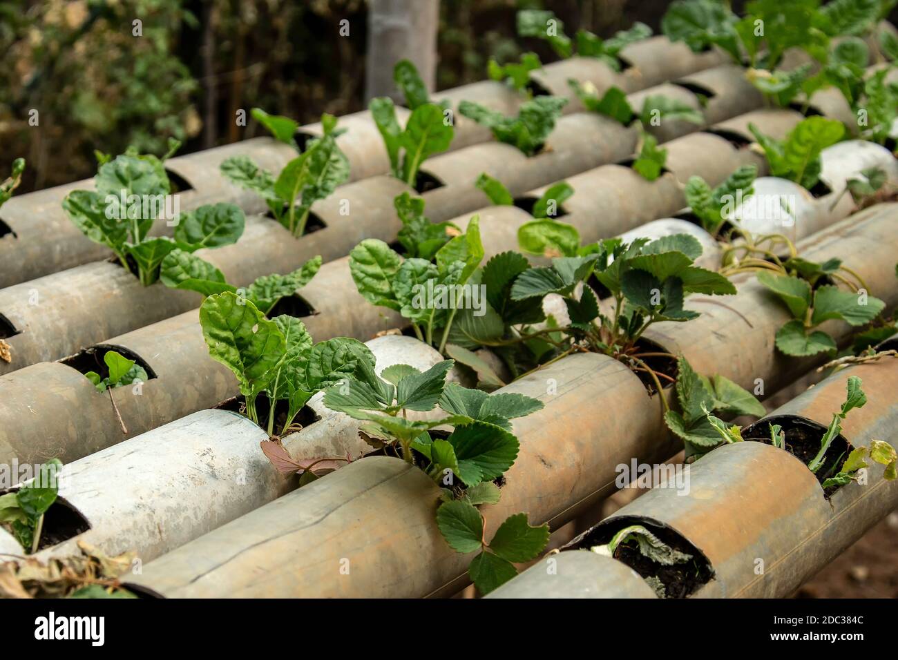 Growing strawberries and spinach in pipes to conserve water in Namibia