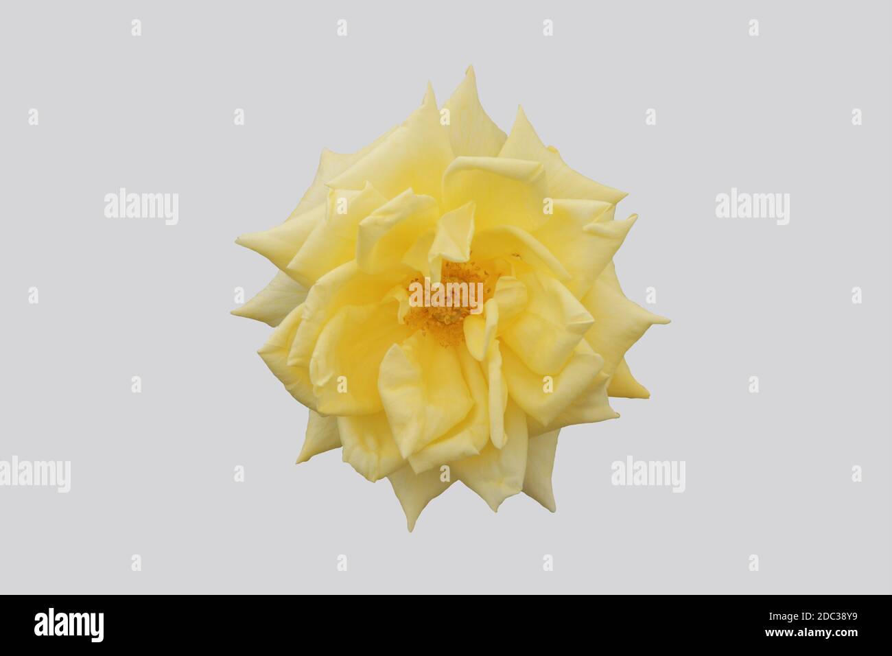 Opened yellow rose flower isolated on gray background. Stock Photo