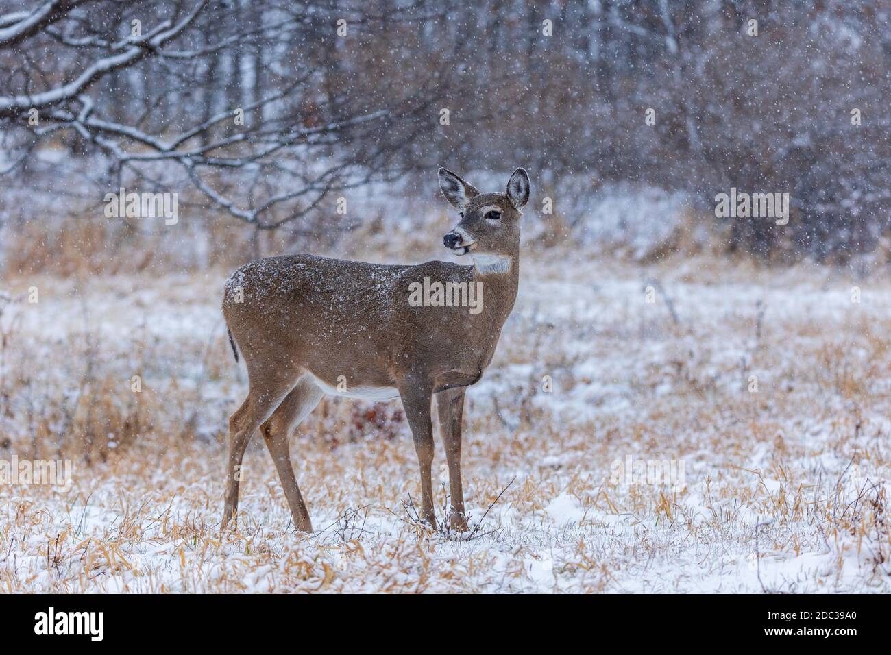 Snow falling on a doe in northern Wisconsin Stock Photo Alamy