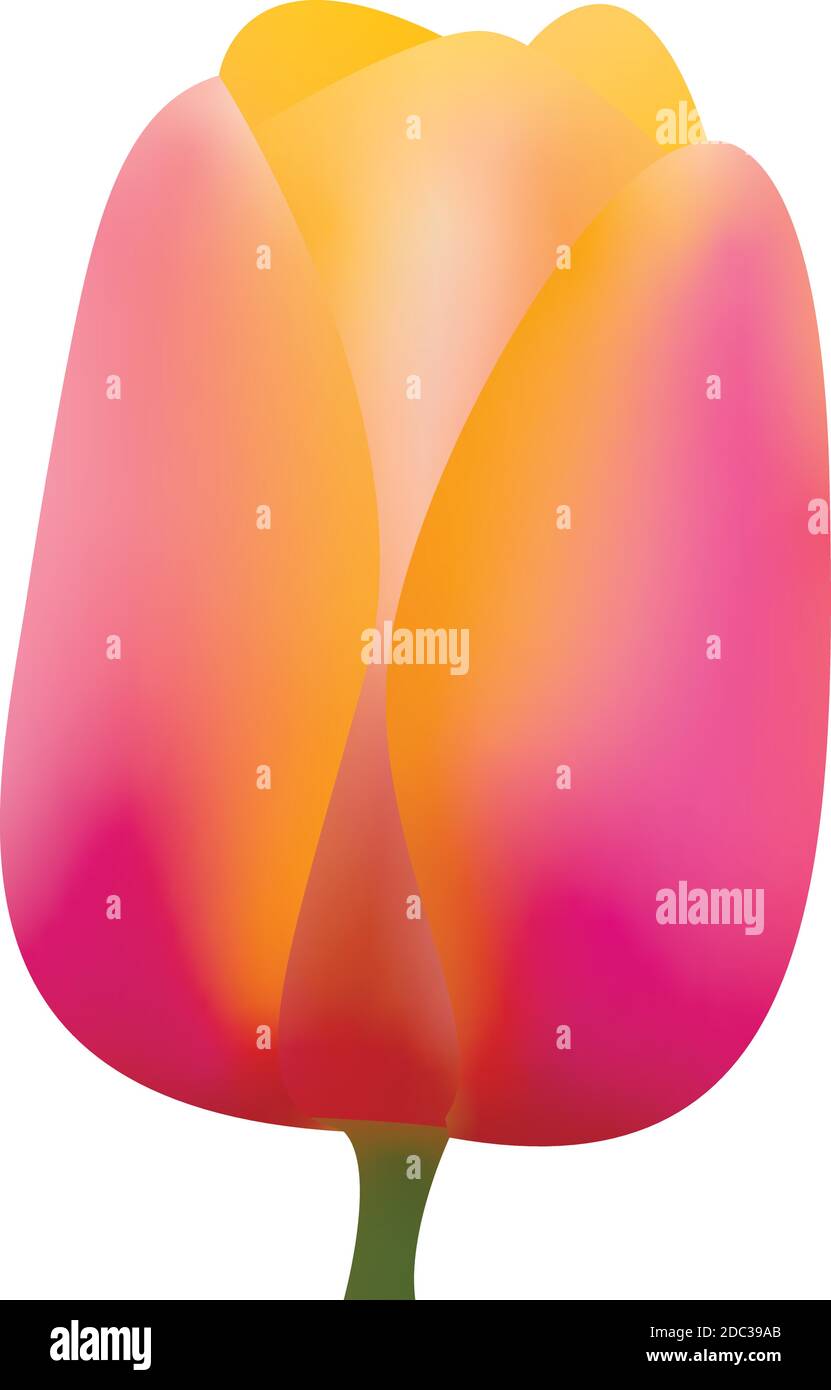 Vector - 3d illustration of a tulip. Gradient Stock Vector
