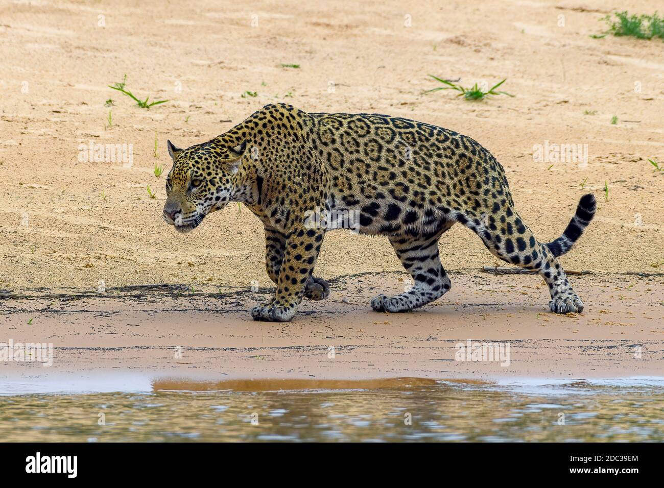 Jaguar (Panthera Onca), Matto Grosso do Sul, Pantanal, Brasilien Stock Photo