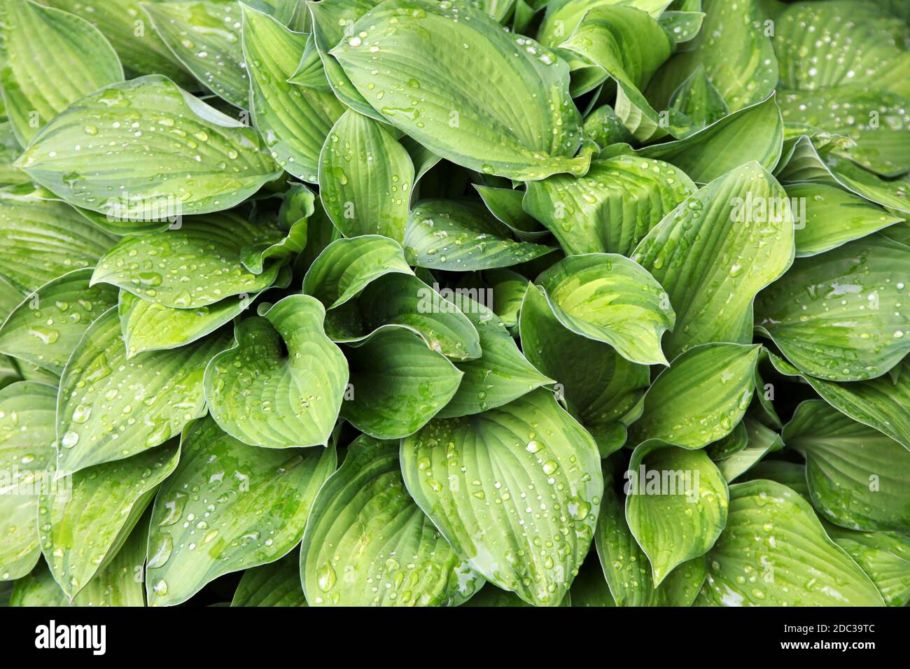 Raindrops on green leaves Hosta Stock Photo