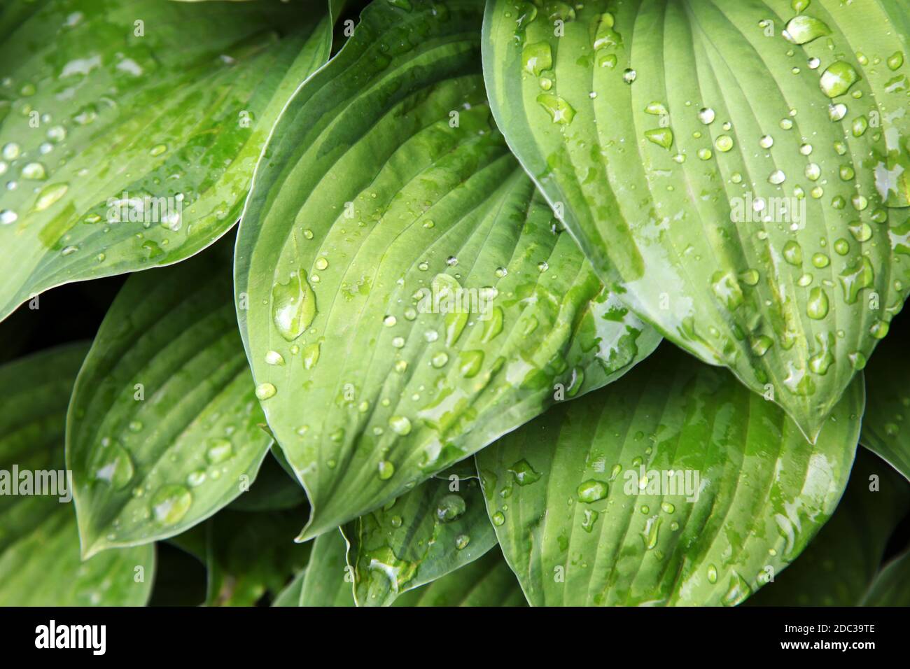 Raindrops on green leaves Hosta Stock Photo