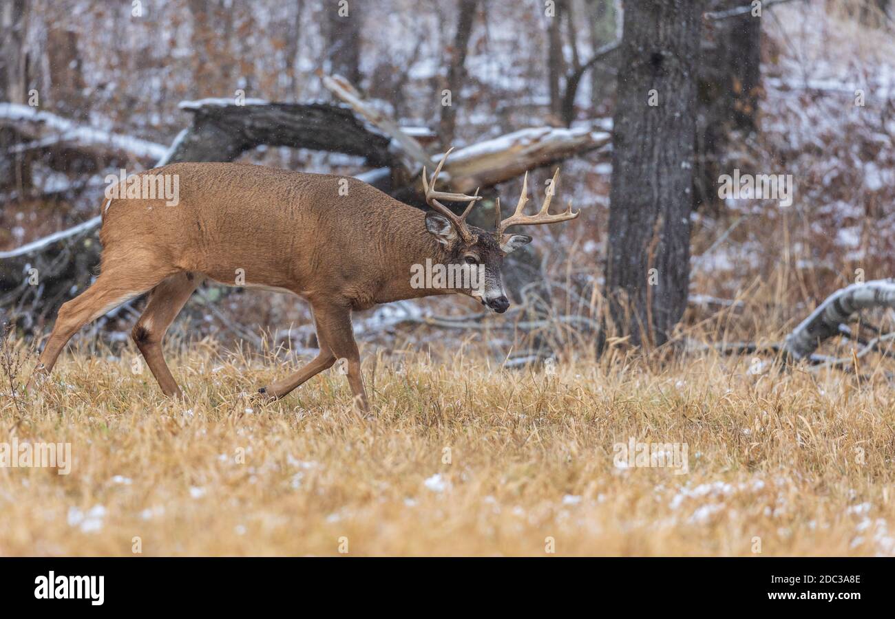 Wi Whitetail Rut White-tailed buck during the rut in northern Wisconsin Stock Photo - Alamy