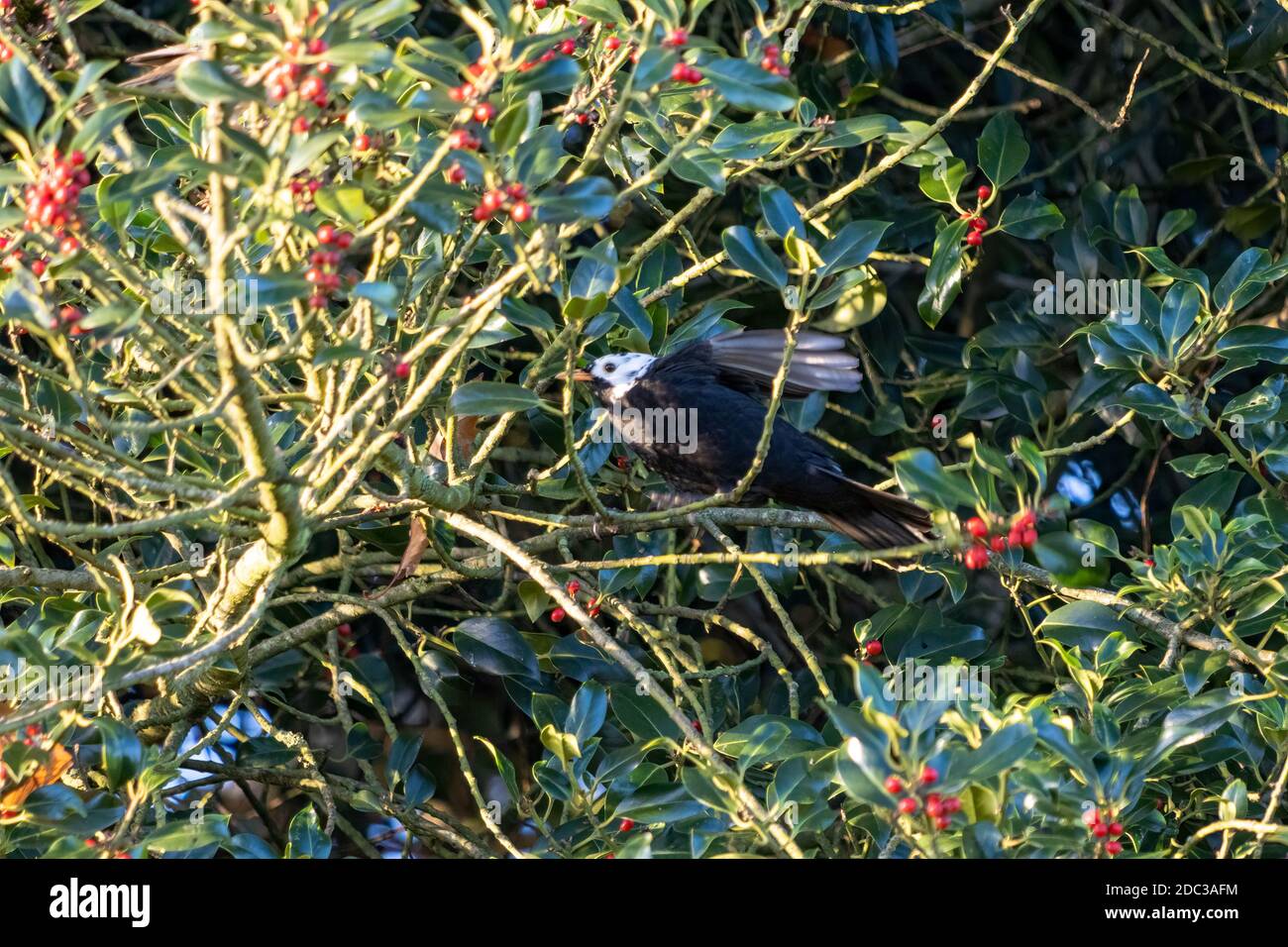 White headed Blackbird (Turdus merula) in a Holly tree eating berries Stock Photo
