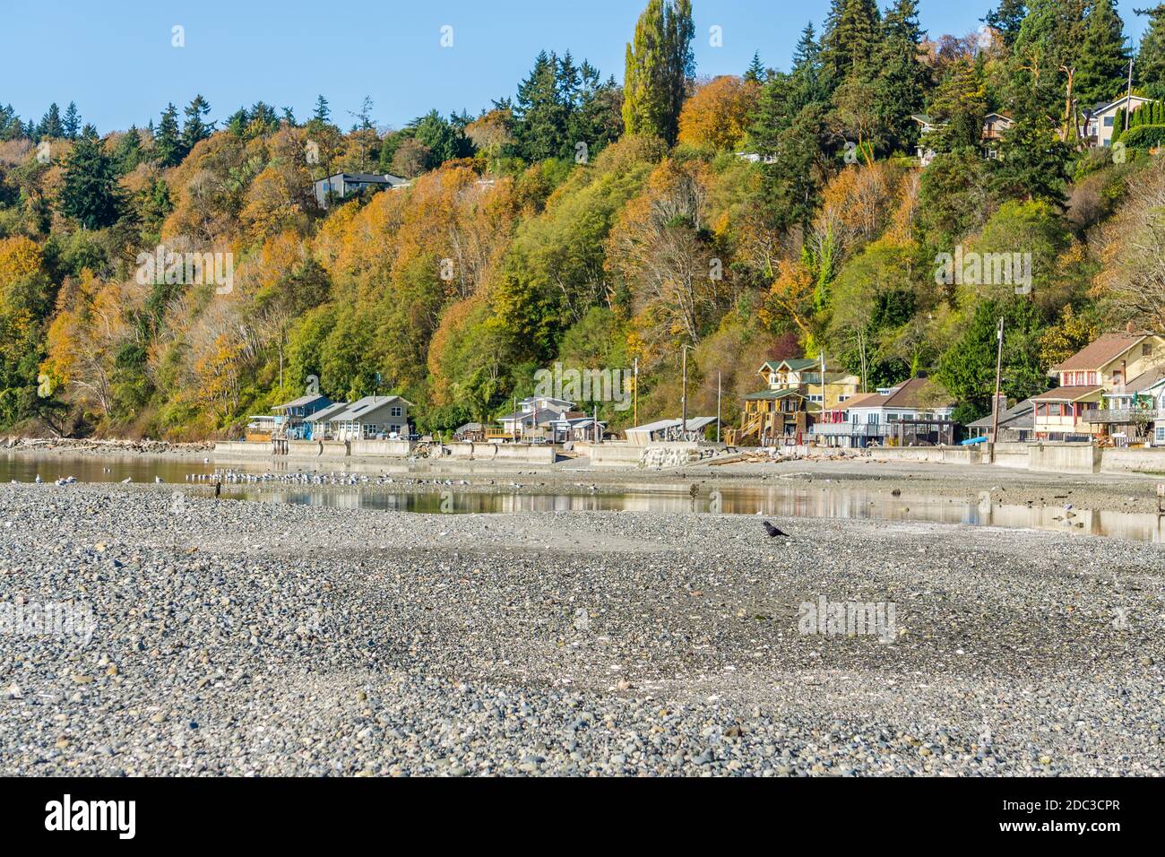 Autumn trees above waterfront homes in Des Moines, Washington Stock