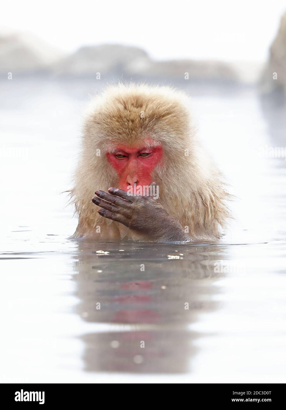 Japanese Macaque (Macaca fuscata) 'Snow Monkey' in thermal pool  Jigokudani Monkey Park, Shigakogen, Nagano Prefecture, Japan       February Stock Photo