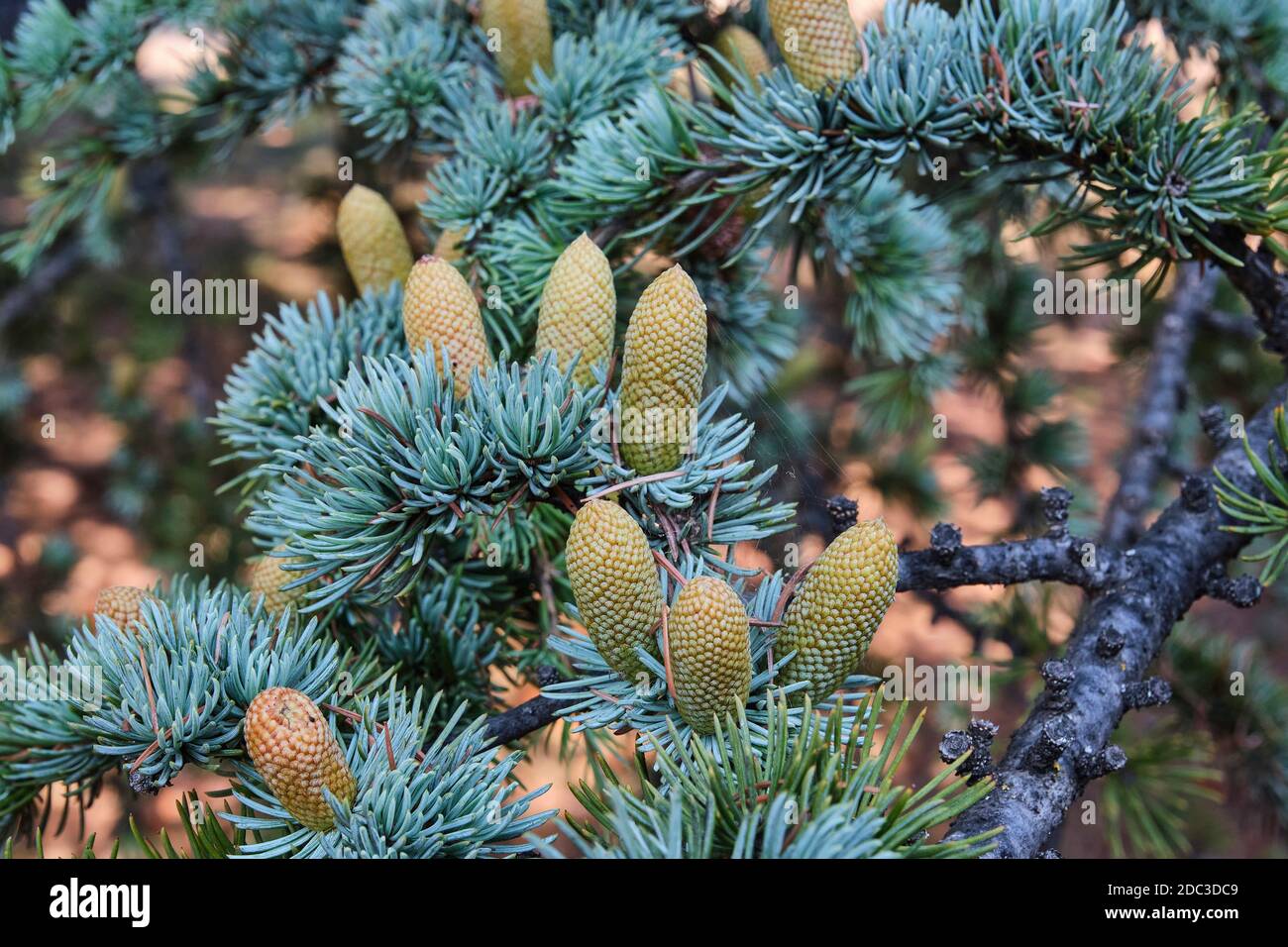 Beautiful branch of blue Atlas cedar with cones. Cedrus atlantica. Tiderwater green color Stock Photo