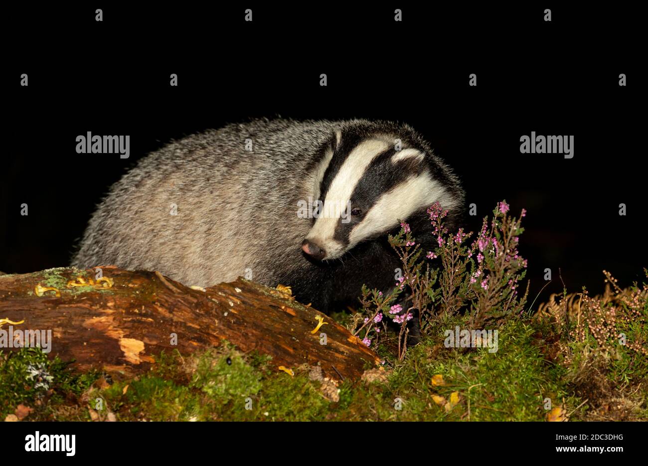 Badger, Scientific name: Meles Meles. Wild, native, Eurasian badger foraging at night with purple heather and a fallen log.  Facing left.  Night-time Stock Photo