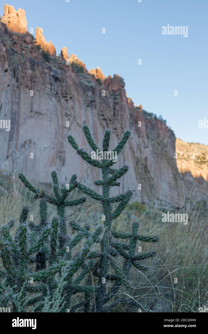 Plants of new mexico hi-res stock photography and images - Alamy