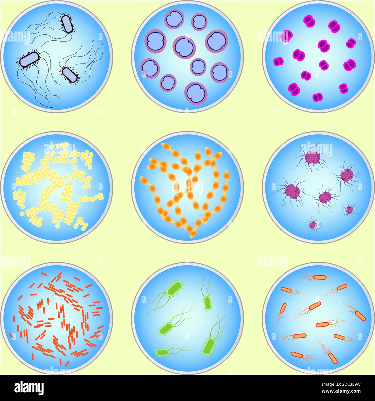 stylized image of different types of bacteria under microscope Stock Vector  Image & Art - Alamy