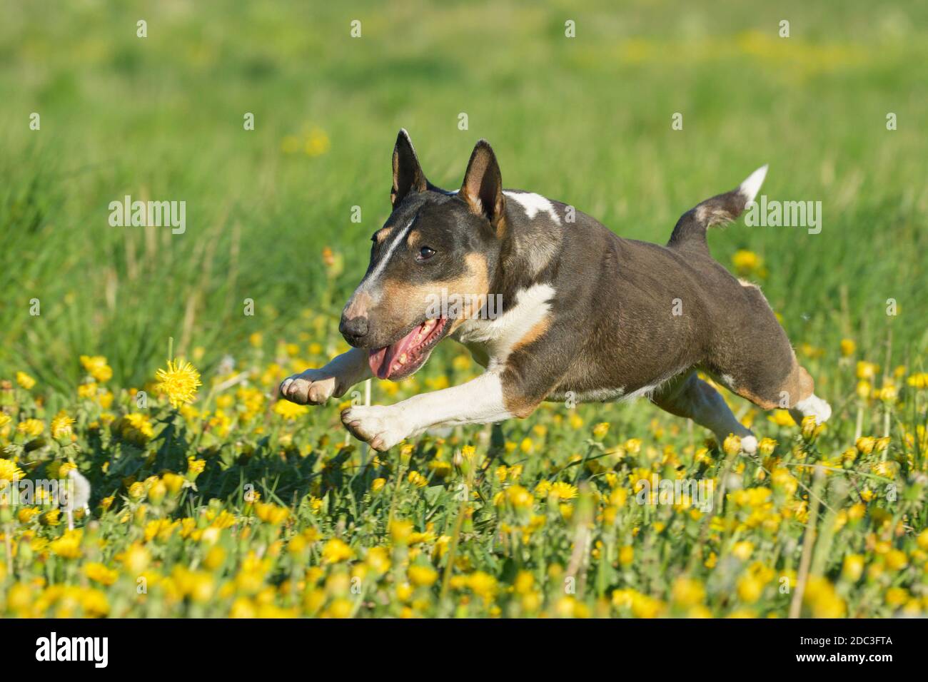 Miniature Bull Terrier Stock Photo