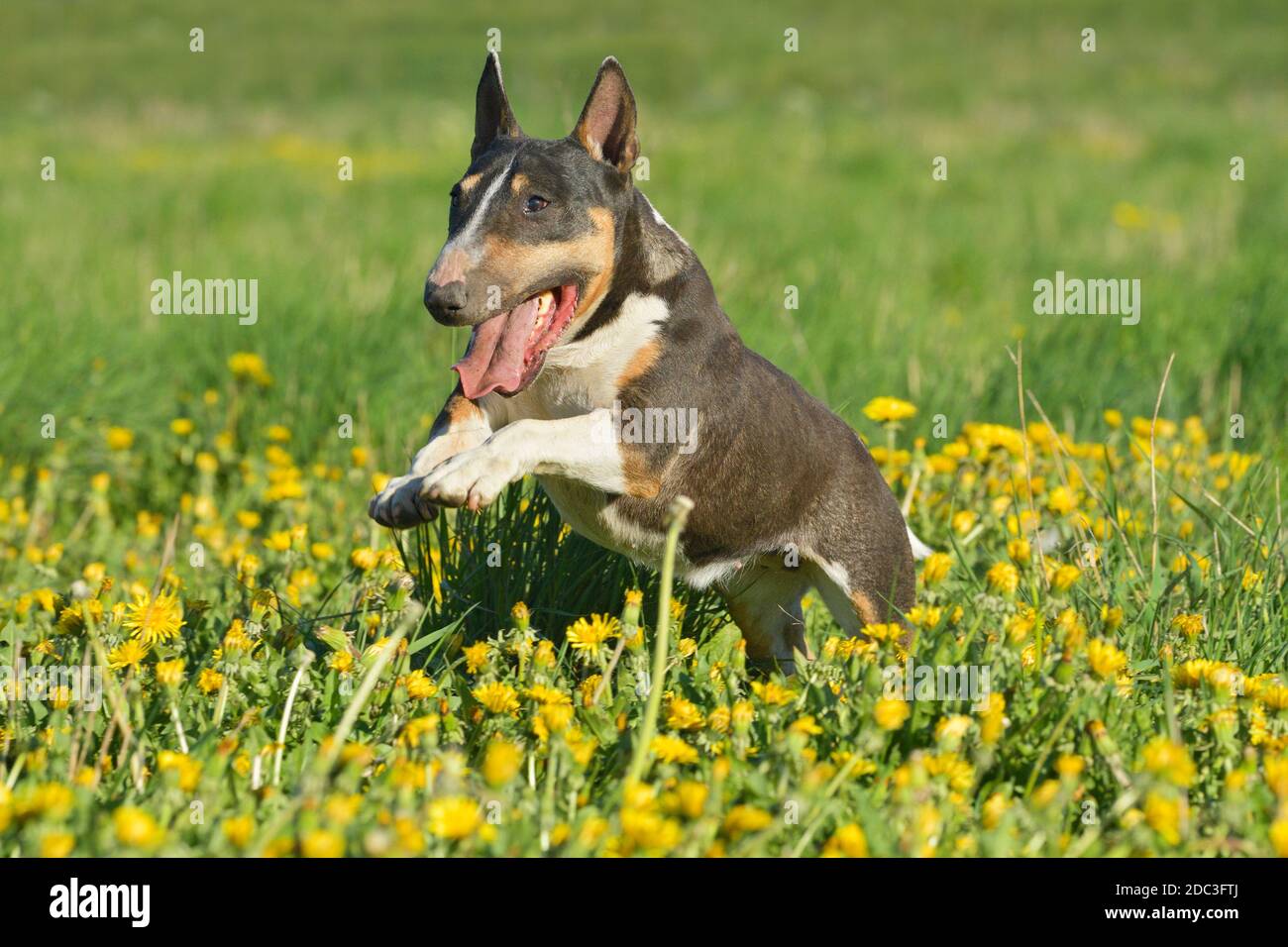 Miniature Bull Terrier Stock Photo