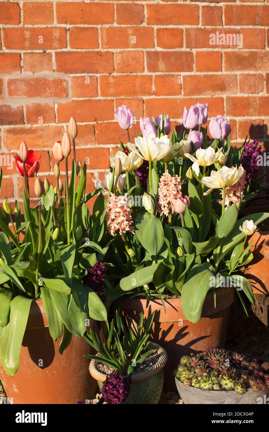 Tulipa 'Exotic Emperor', 'Salmon Van Eijk' and 'Candy Prince' with Hyacinthus orientalis 'Gipsy Queen', 'Woodstock' & 'Purple Sensation Stock Photo