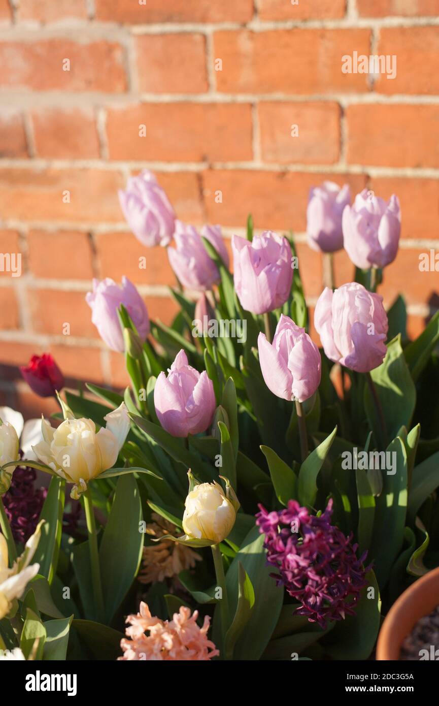 Tulipa ‘Candy Prince’, single early tulip with Hyacinth orientalis 'Woodstock' Stock Photo