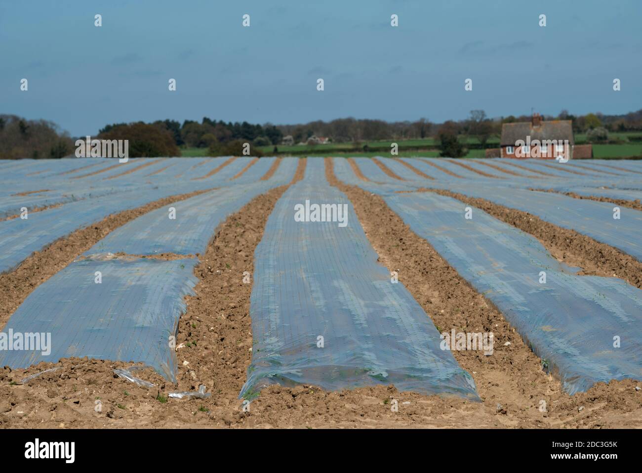 Carrot crop covered in plastic fleece Stock Photo