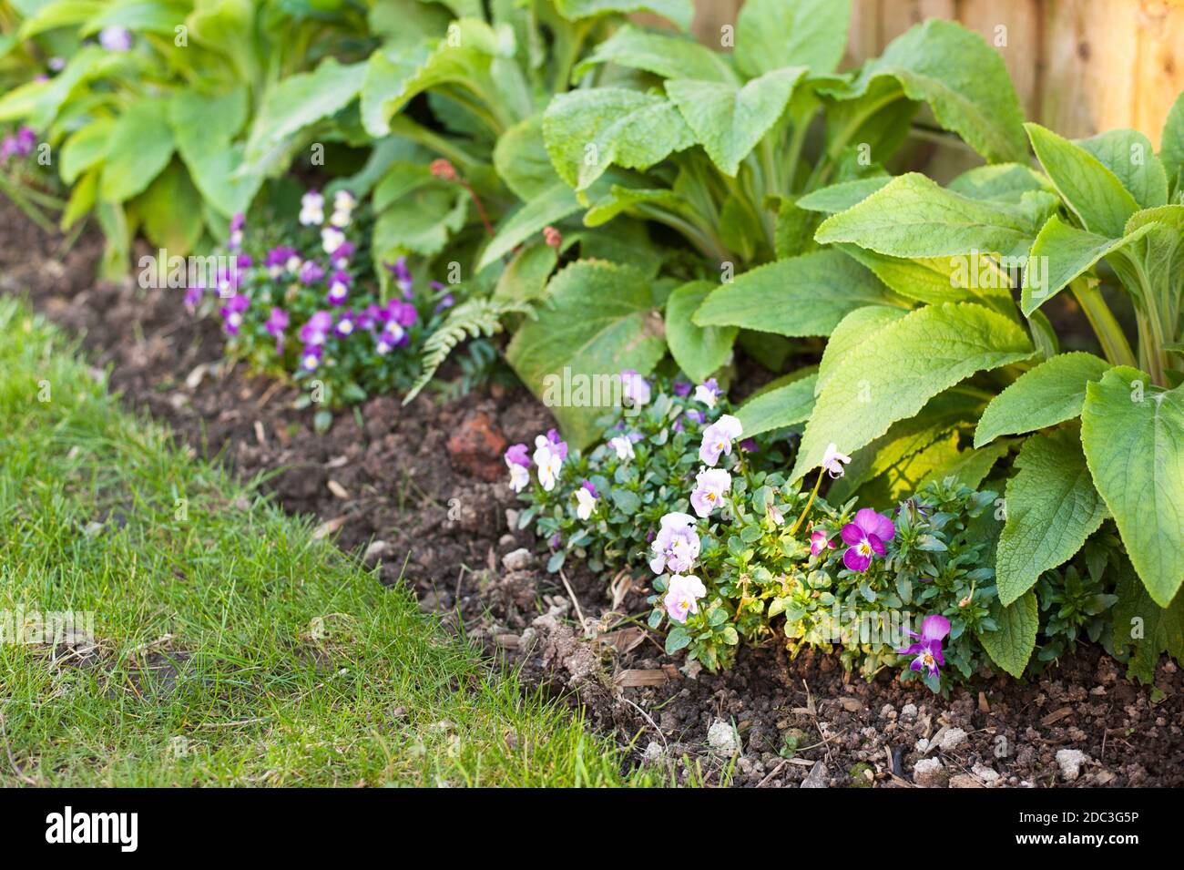 Lilac and purple violas in spring growing in a bed in front of foxgloves Stock Photo