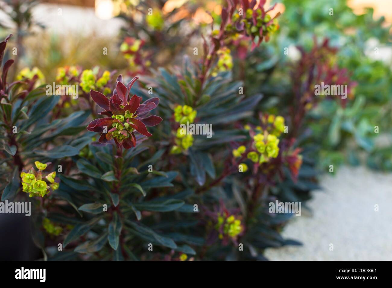 Euphorbia amygdaloides 'Purpurea', Wood Spurge ‘Purpurea’ in spring Stock Photo