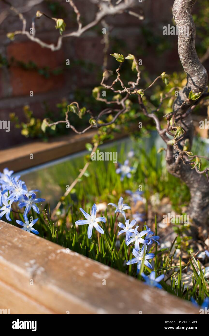 Chionodoxa Forbesii, Glory of the Snow in flower in a container underneath a Corkscrew or Contorted Hazel, Corylus avellana 'Contorta' Stock Photo