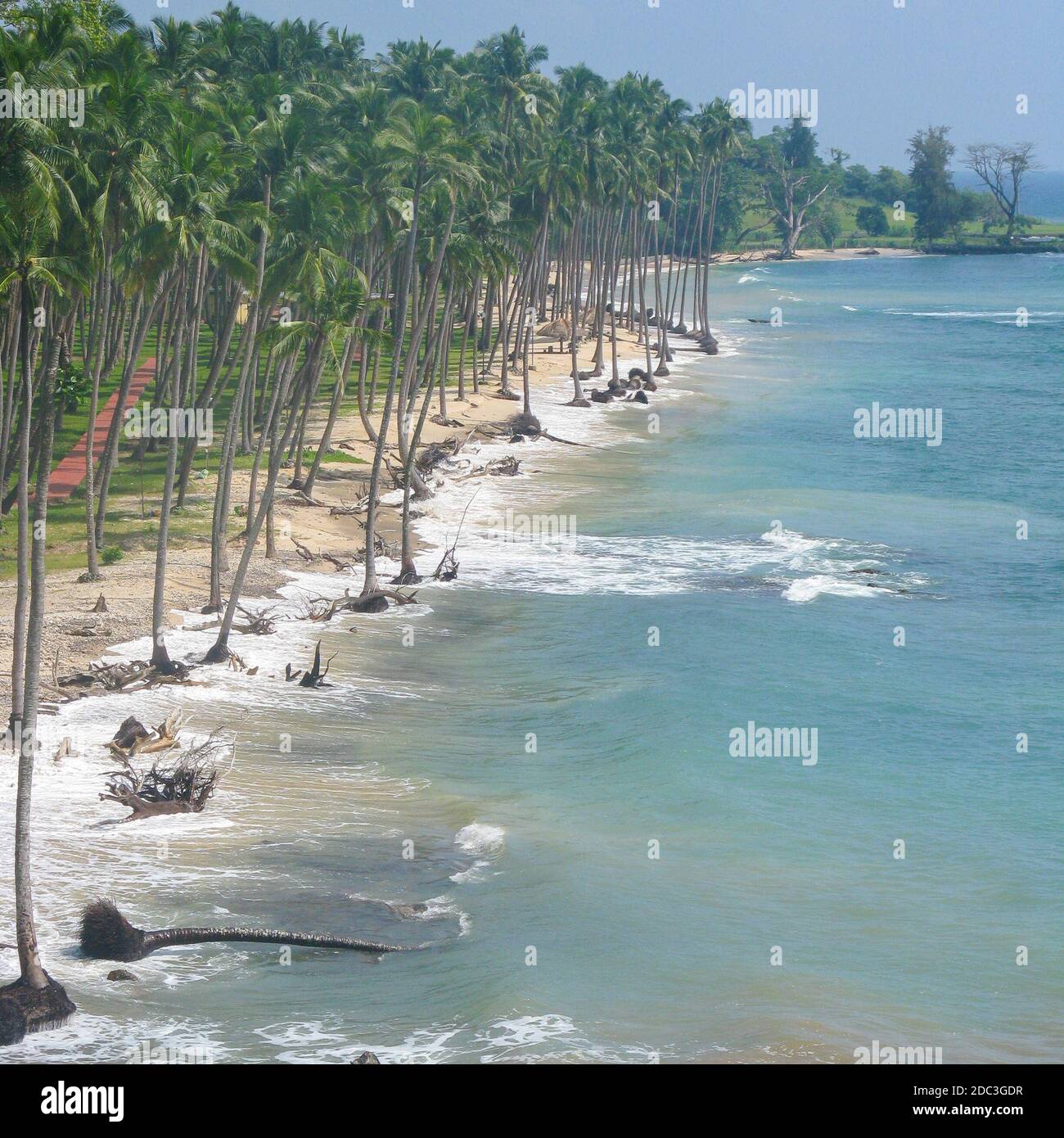 Coconut trees in a row along the sandy beach with waves crashing on the ...