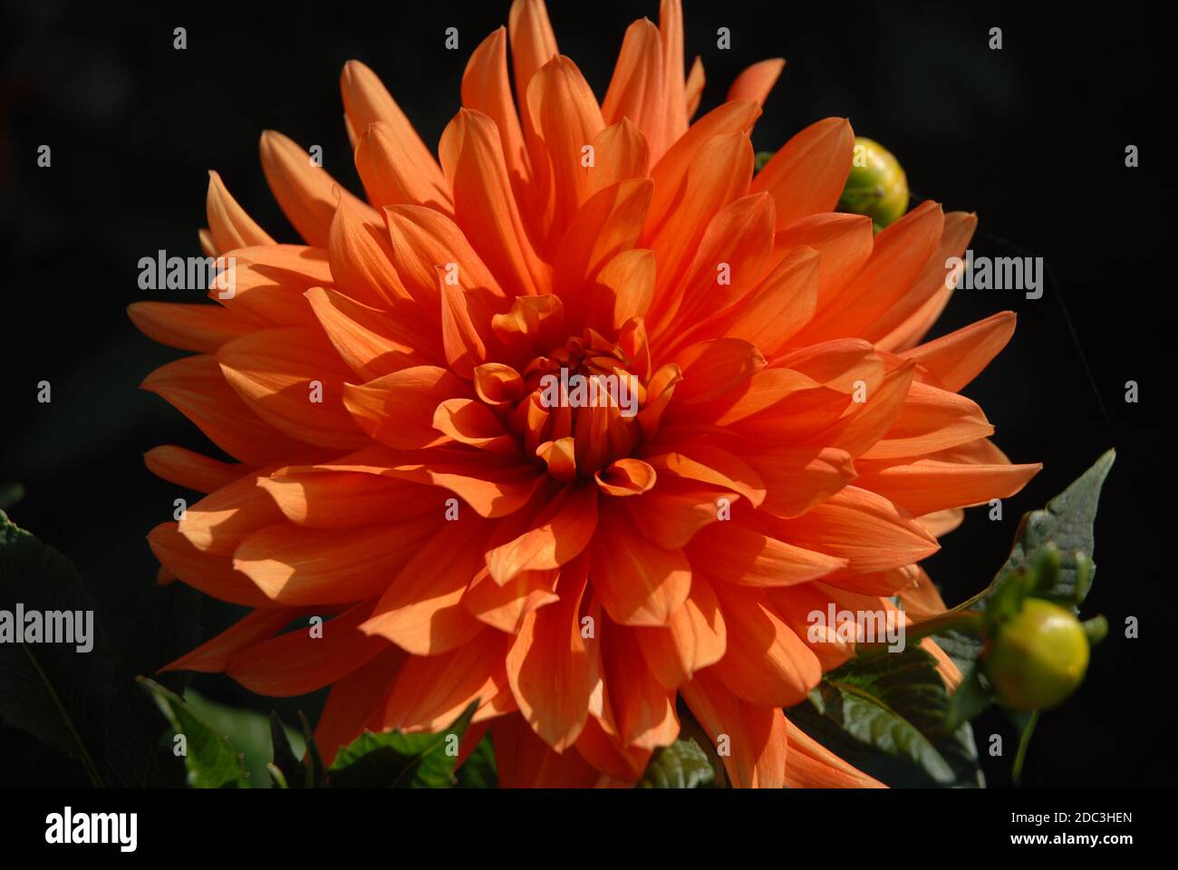 Dahlia, beautiful flower known as Big Orange Stock Photo