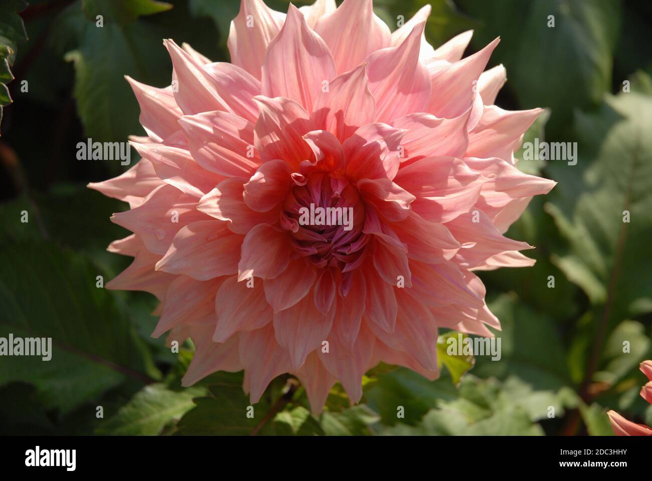 Light pink dahlias hi-res stock photography and images - Alamy