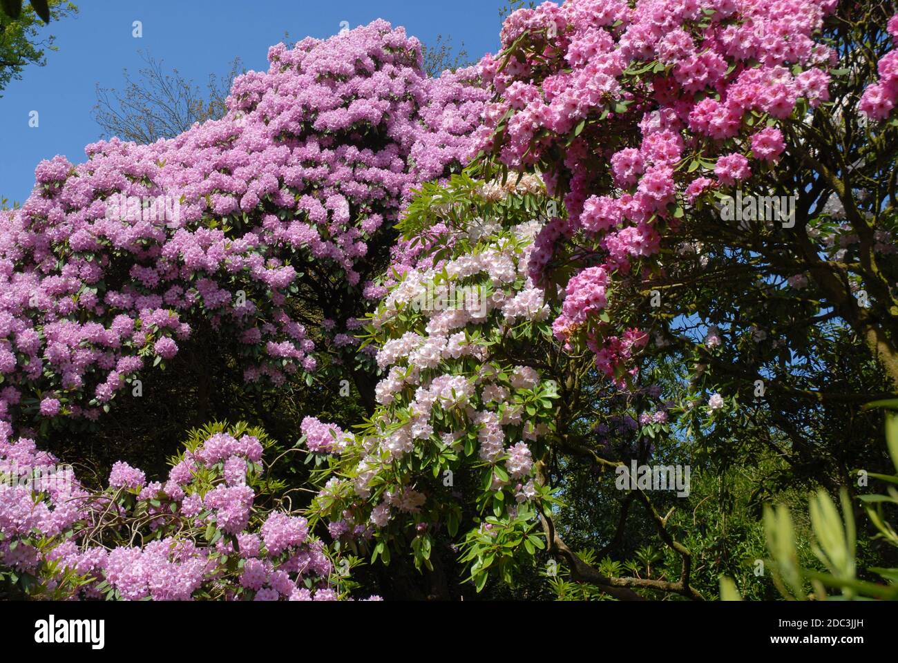 Fantastic display of different rhododendrons  flowering in Spring Stock Photo