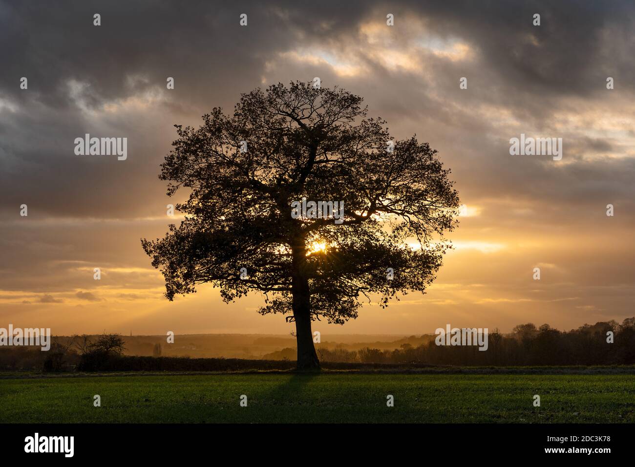 Silhouette of a solitary oak tree in a field at golden hour in autumn fall shortly before sunset. Much Hadham, Hertfordshire. UK Stock Photo