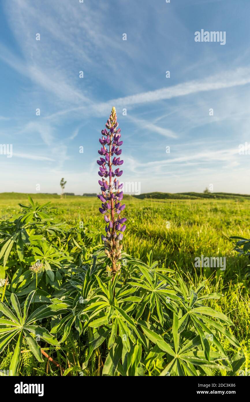 Purple flowering Lupine, Lupinus perennis, in meadow against sky with blue spots and veil clouds Stock Photo