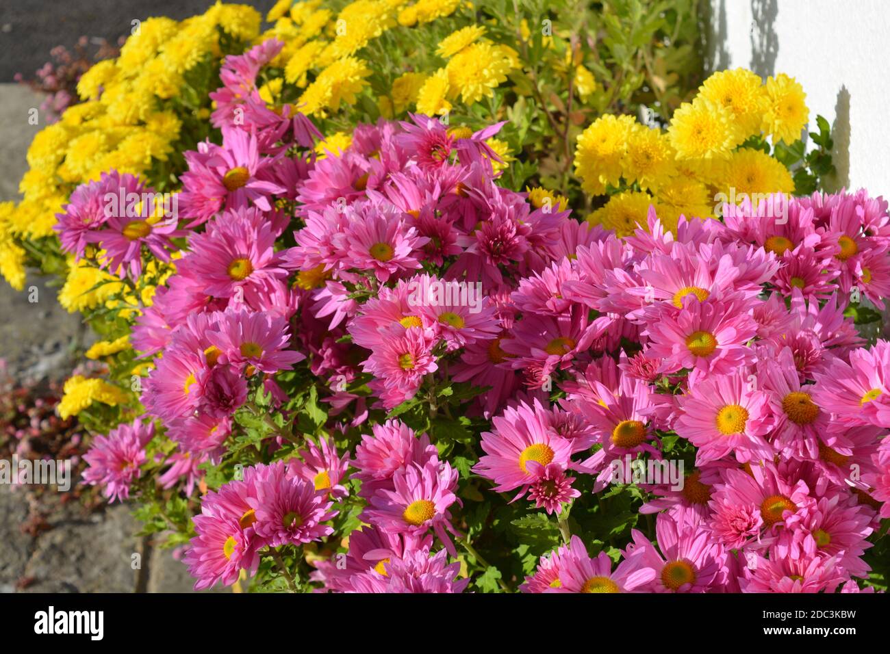 Chrysanthemums border hires stock photography and images Alamy