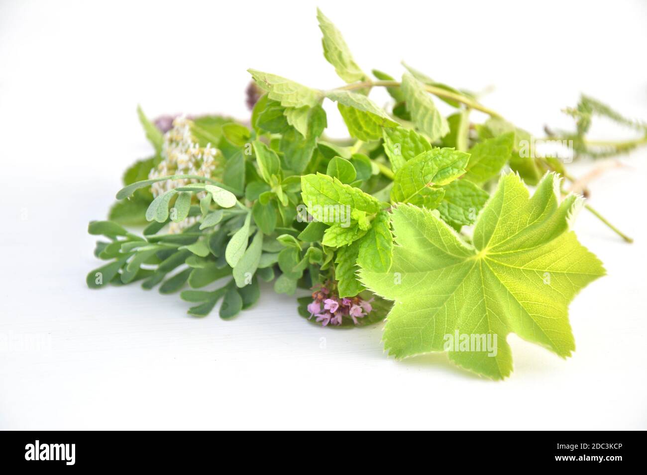 Fresh green herbs on white background. Shallow depth of field ...