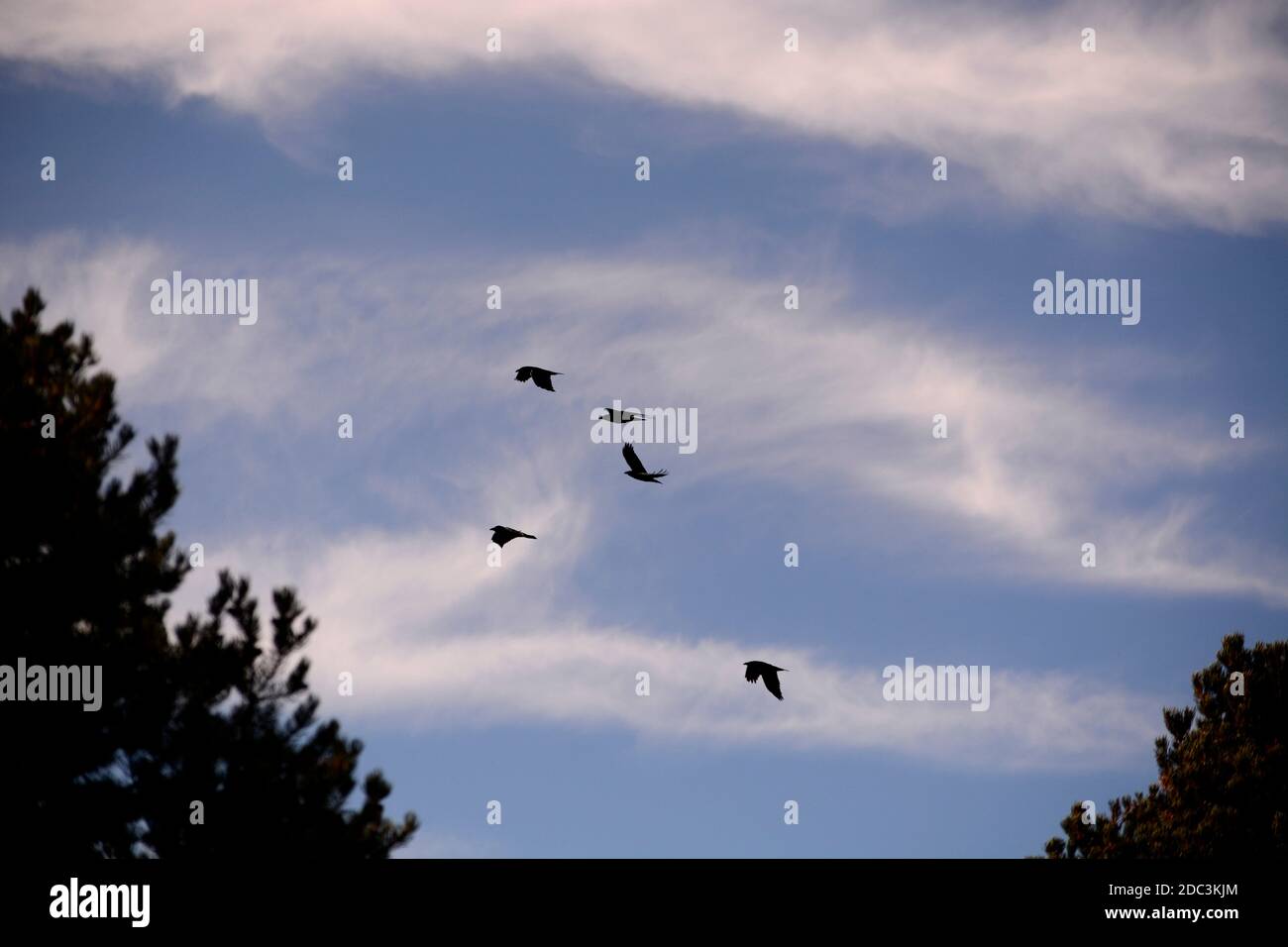 Raven migration hires stock photography and images Alamy