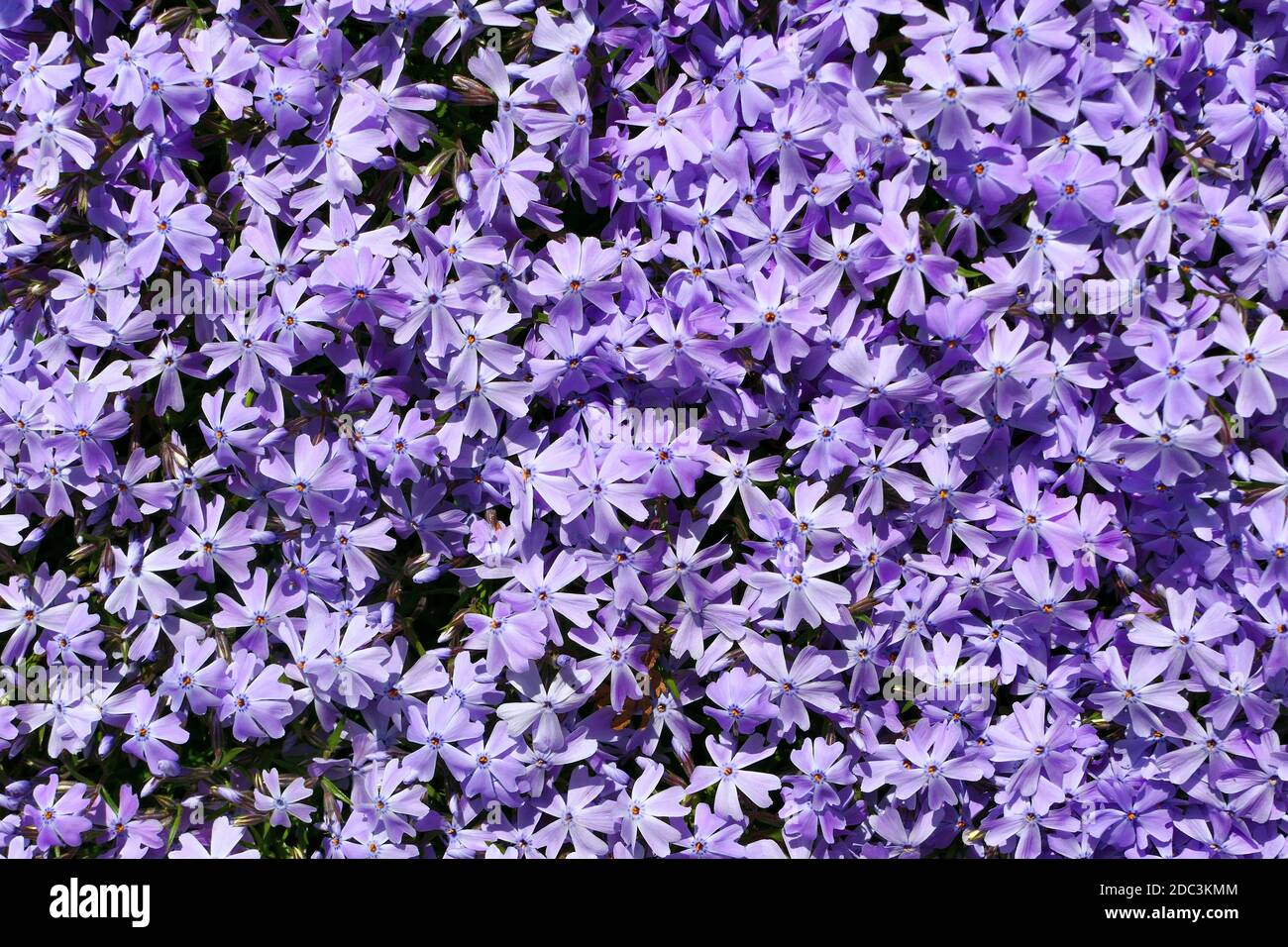 Background of bright purple Phlox flowers. Stock Photo
